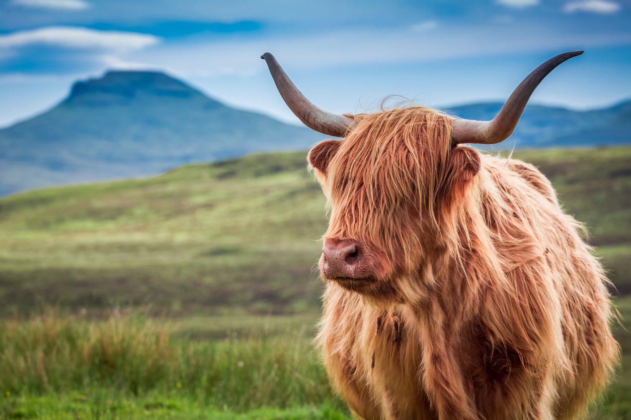 House Sitting Scottish Highlands 