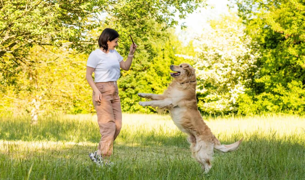 A happy traveler playing with a golden retriever in a lush garden.